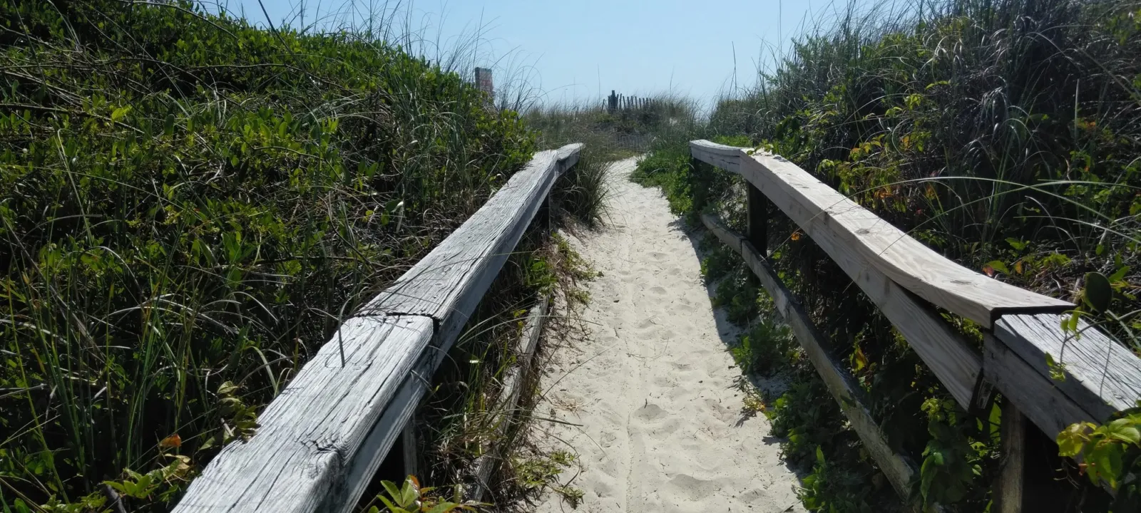 A boardwalk through tall dune vegetation