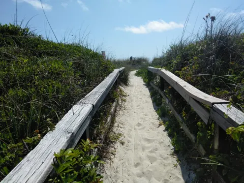 A boardwalk through tall dune vegetation