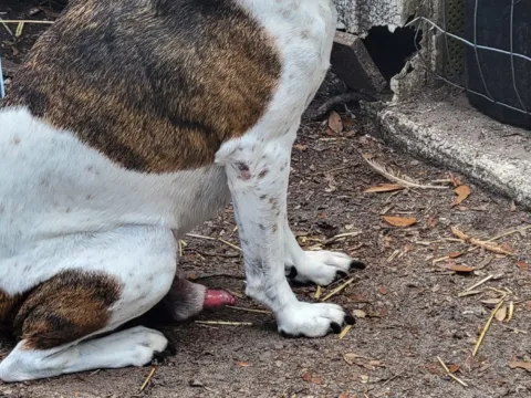 A bulldog mix on a leash