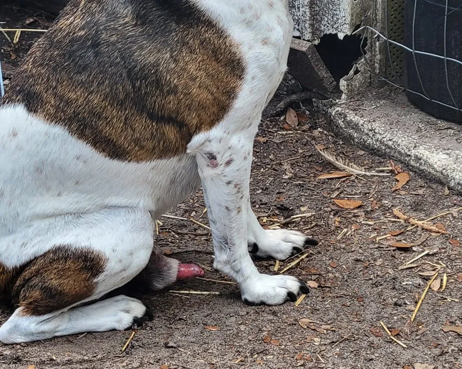 A bulldog mix on a leash