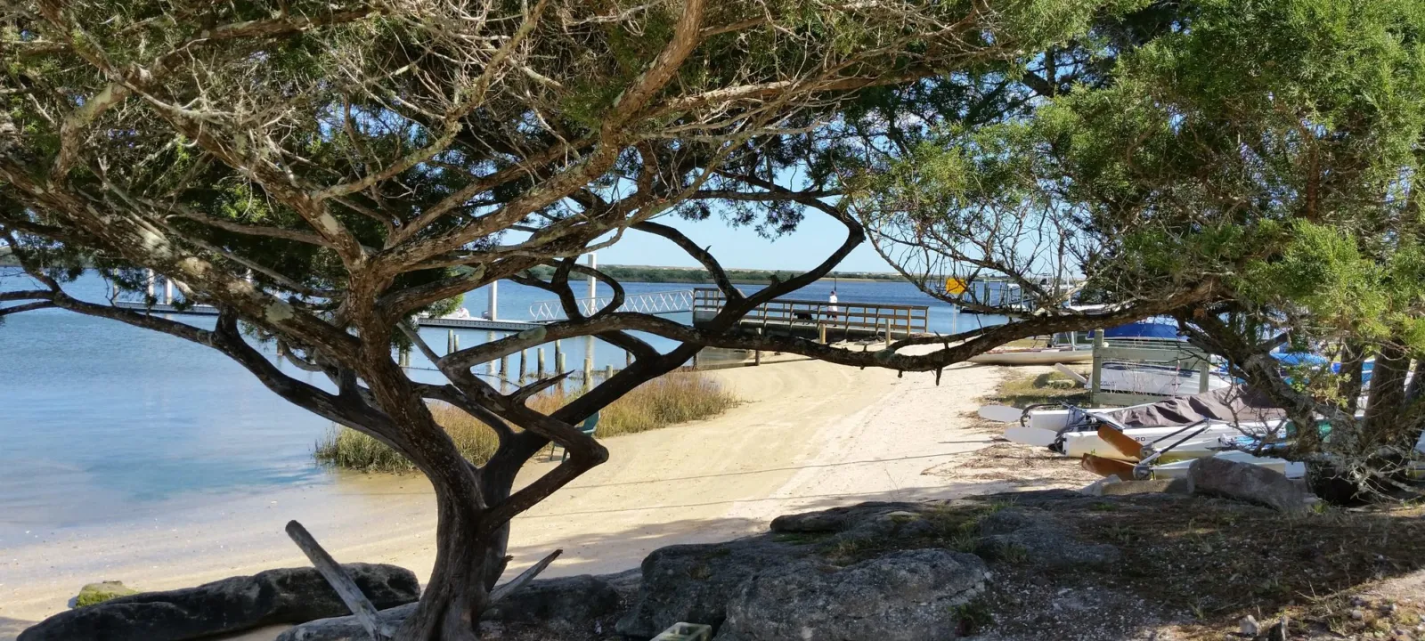 A coastal oak shading a picnic spot by the beach