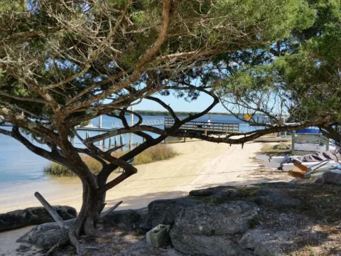 A coastal oak shading a picnic spot by the beach