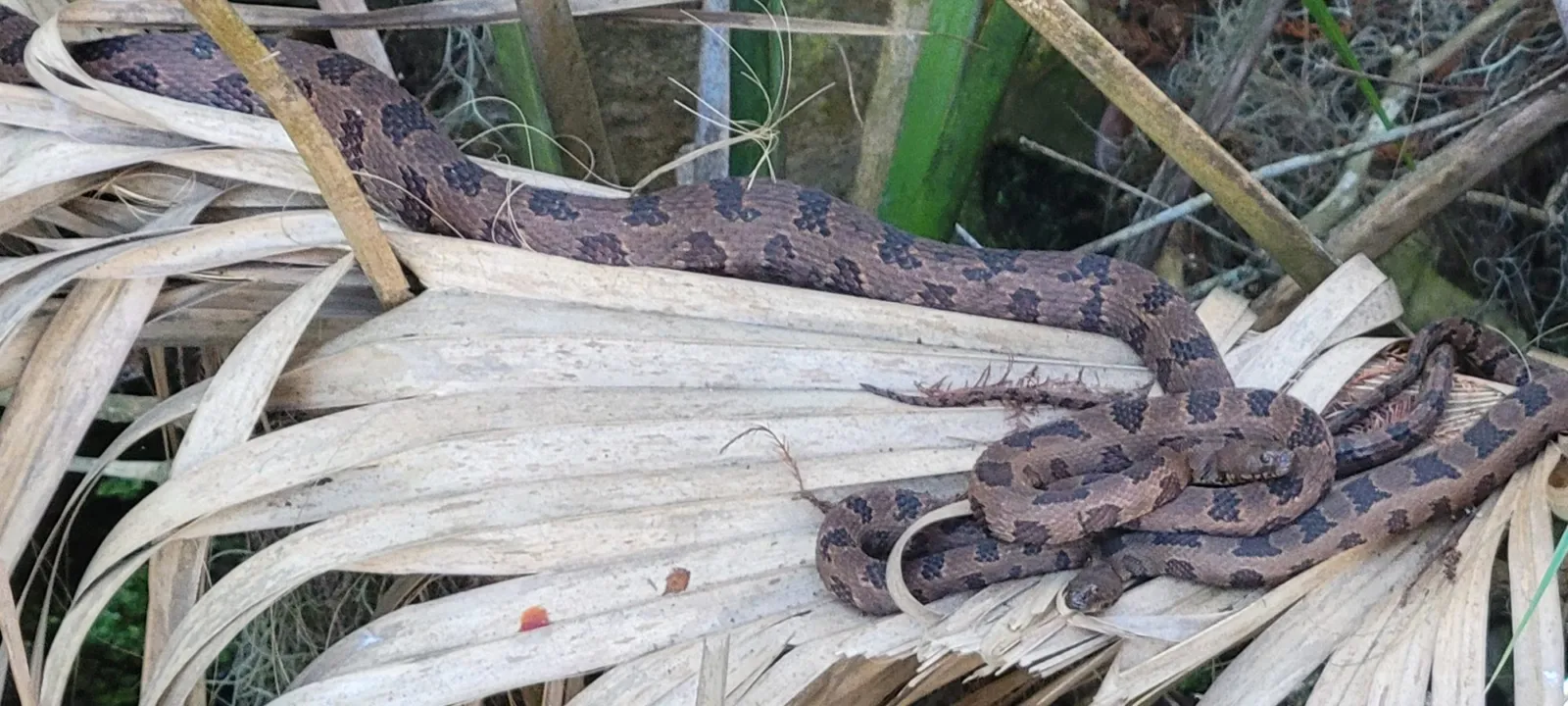 A corn snake coiled on dry palm fronds
