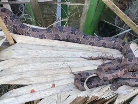 A corn snake coiled on dry palm fronds
