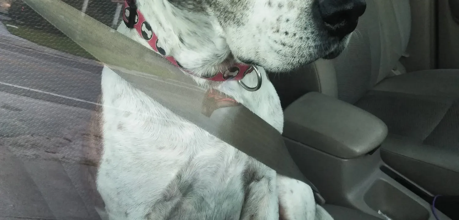 A dog buckled into the passenger seat with a car harness