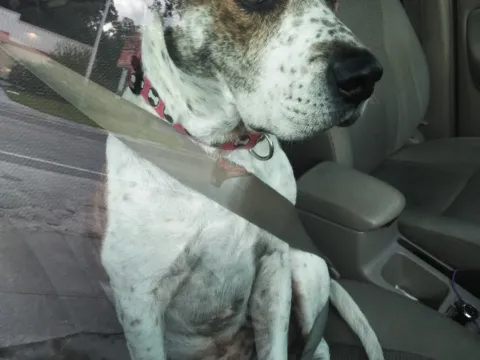 A dog buckled into the passenger seat with a car harness