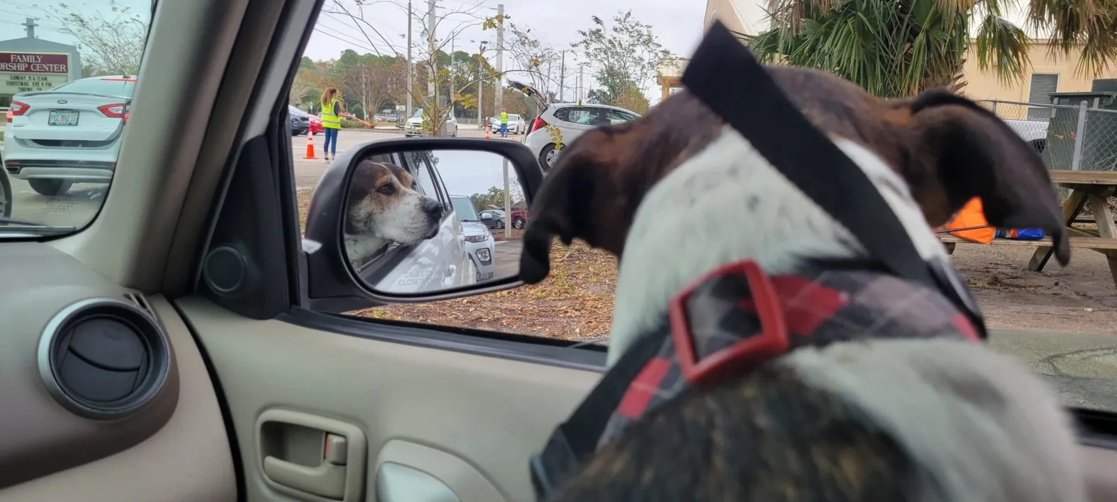 A dog in a harness looking out a car window