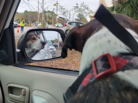 A dog in a harness looking out a car window