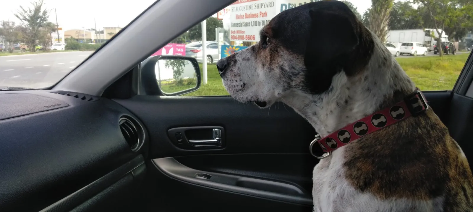 A dog in the passenger seat looking out a car window