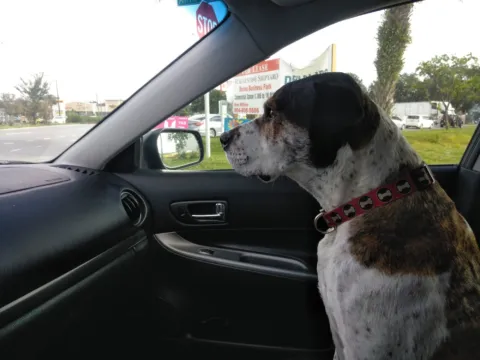 A dog in the passenger seat looking out a car window