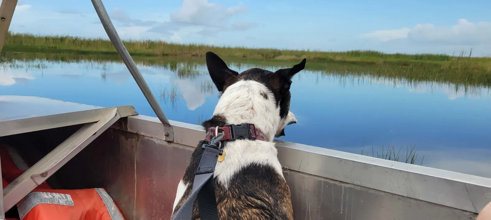 A dog on a boat looking out over the water