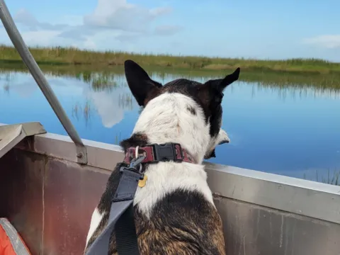 A dog on a boat looking out over the water