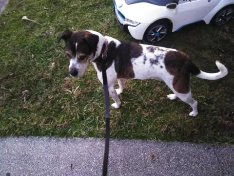 A dog on a leash at the edge of a road
