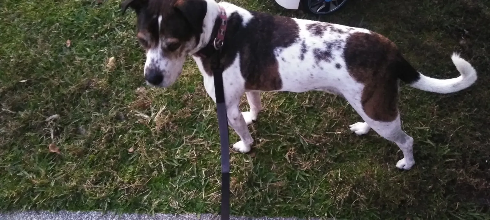 A dog on a leash standing in grass