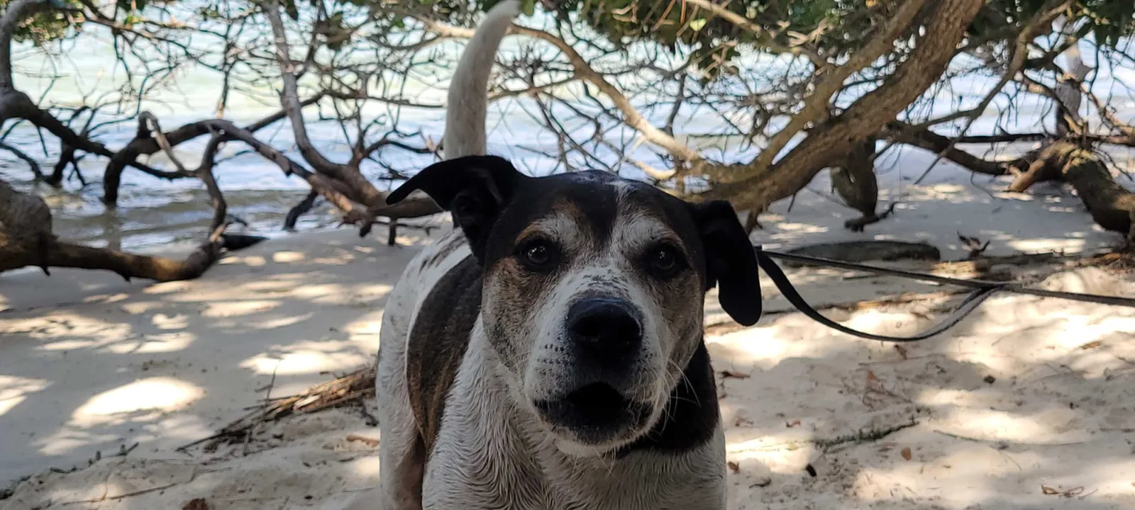 A dog on sandy ground in the shade of coastal trees