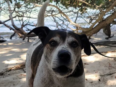 A dog on sandy ground in the shade of coastal trees