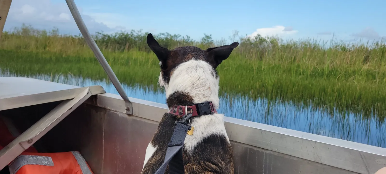 A dog riding at the bow of a boat through sawgrass