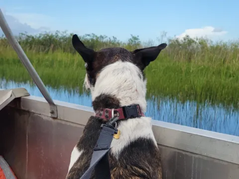 A dog riding at the bow of a boat through sawgrass
