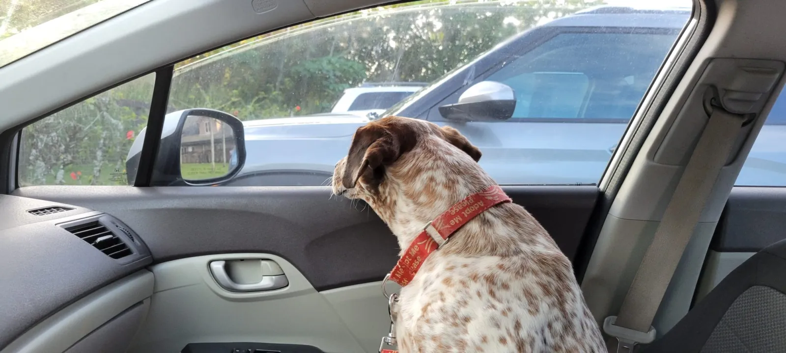 A dog riding in a car, looking out the window