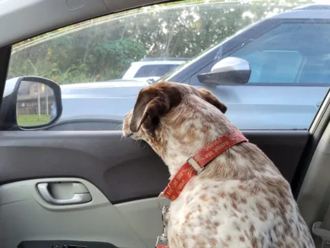 A dog riding in a car, looking out the window