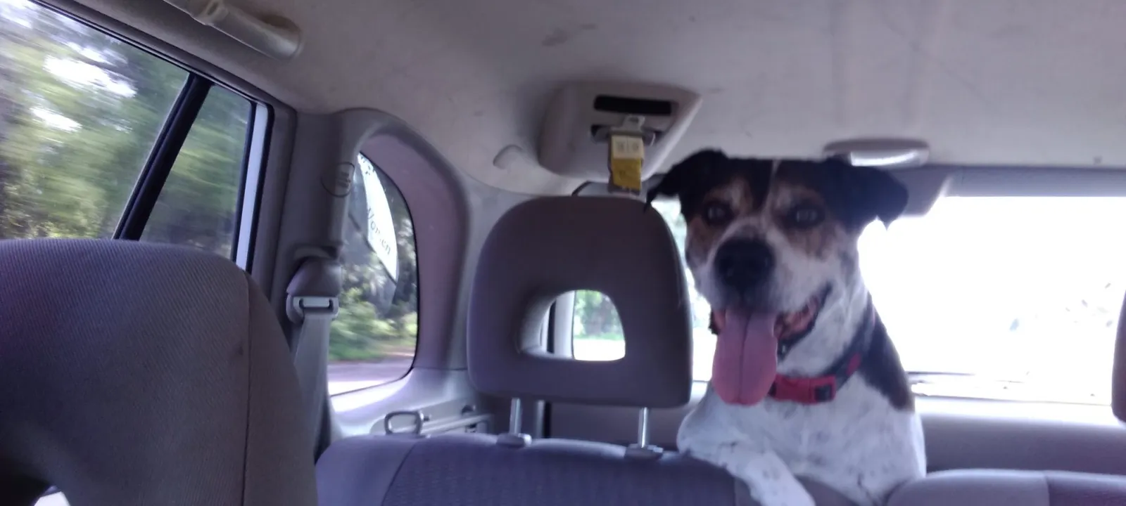 A dog riding in the back of a van