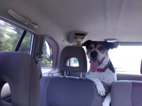 A dog riding in the back of a van
