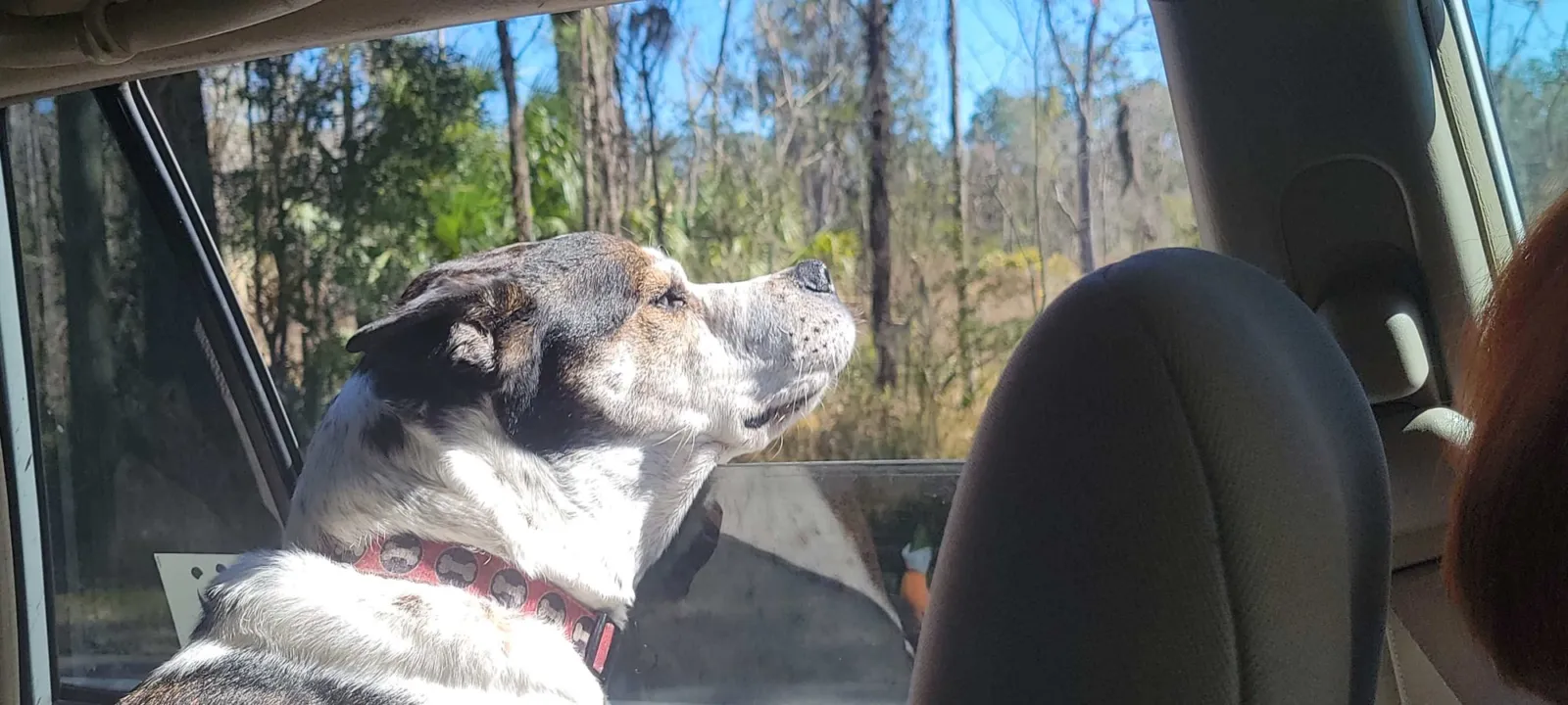 A dog riding in the back seat of a car