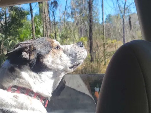 A dog riding in the back seat of a car