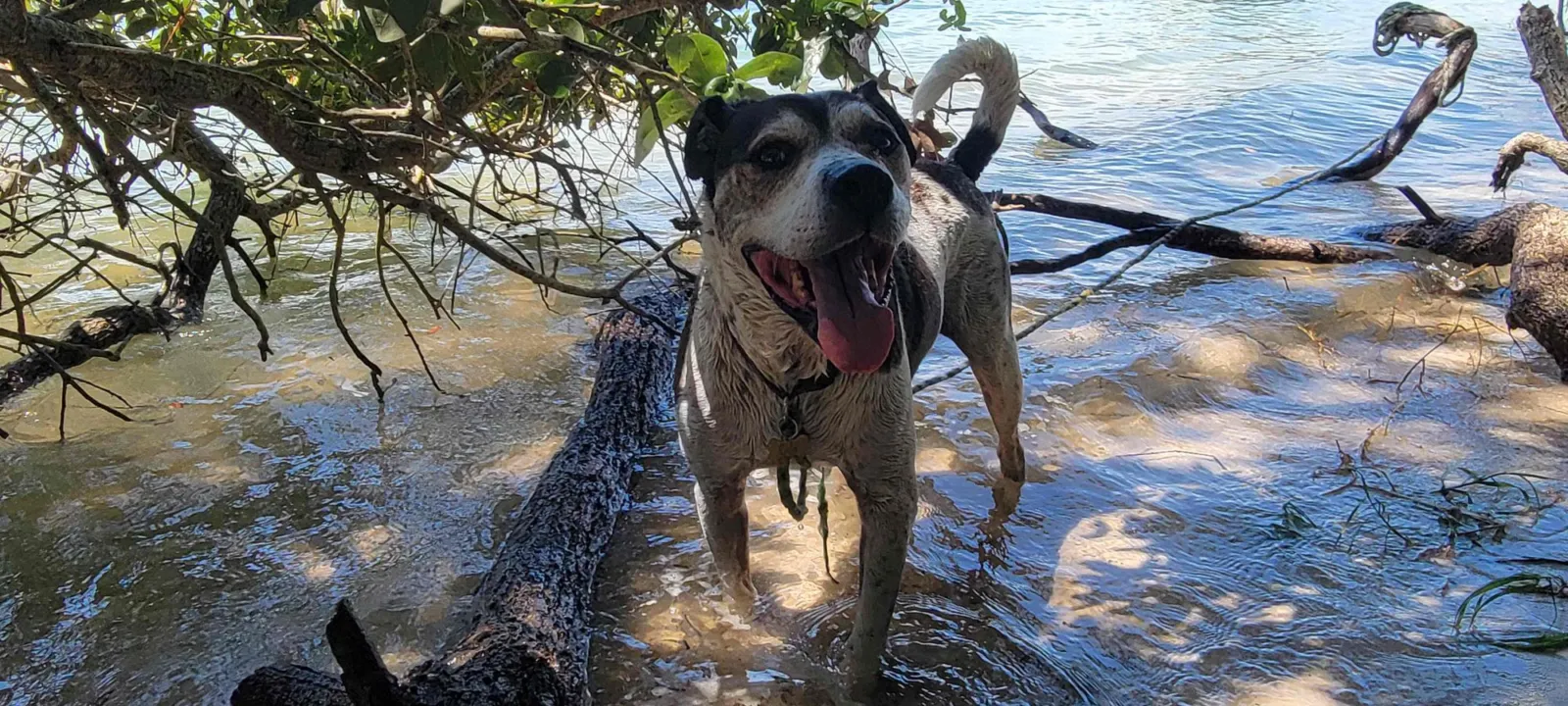 A dog splashing along the water line