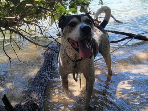 A dog splashing along the water line