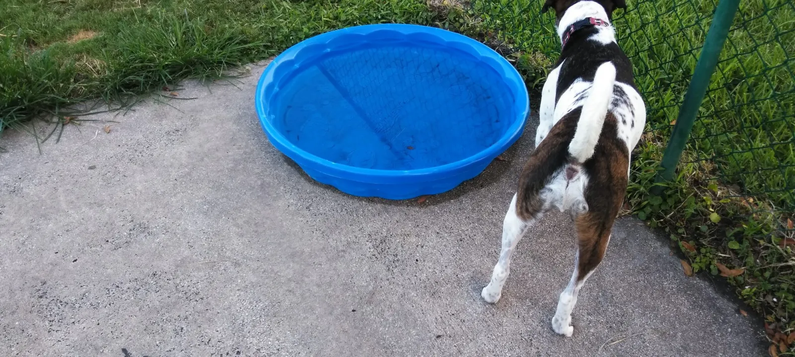 A dog standing beside a blue wading pool on a patio