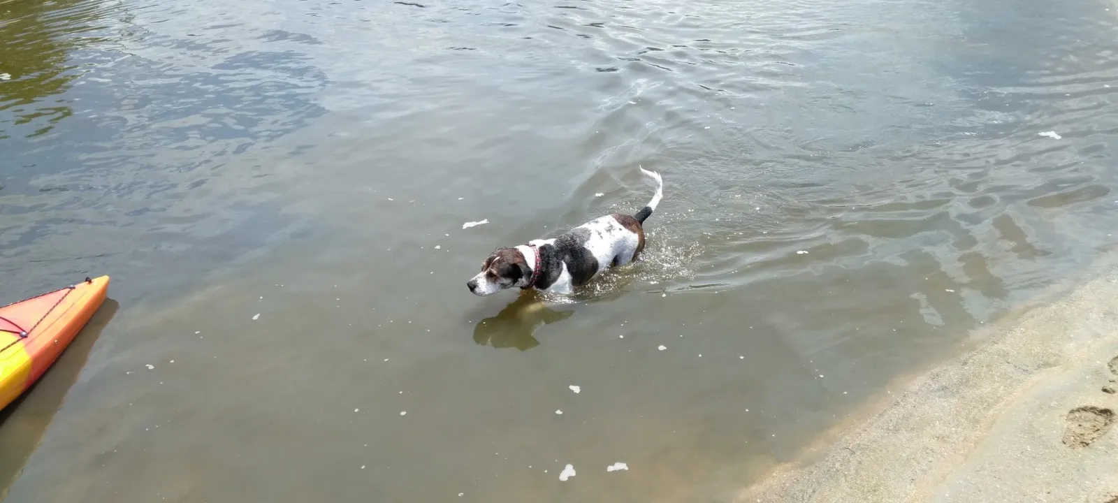 A dog swimming in shallow water beside a kayak