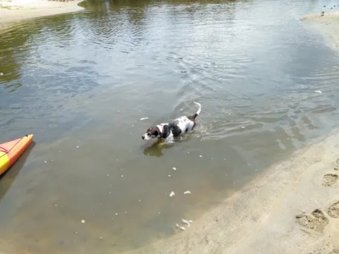 A dog swimming in shallow water beside a kayak