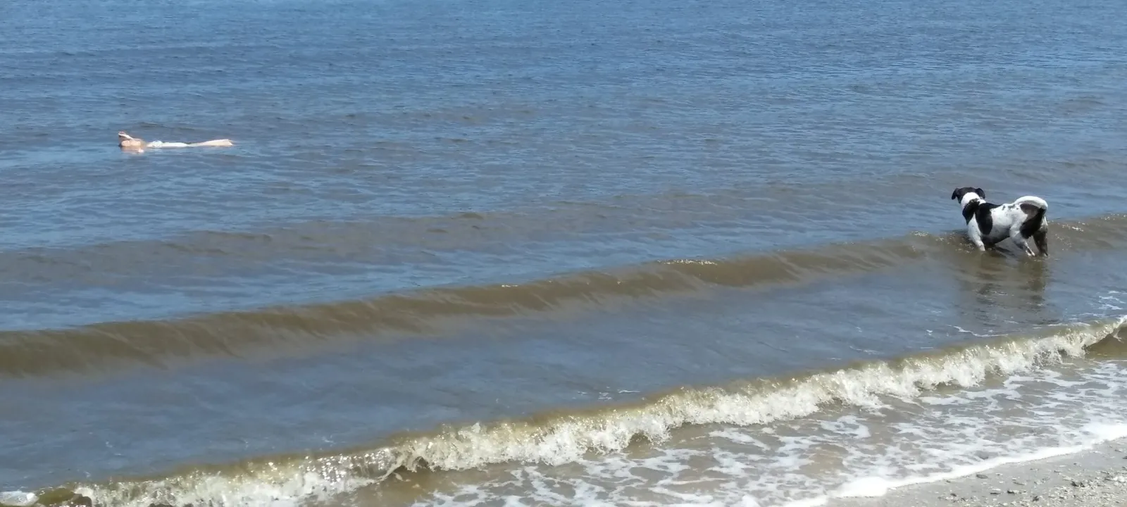 A dog wading into gentle surf