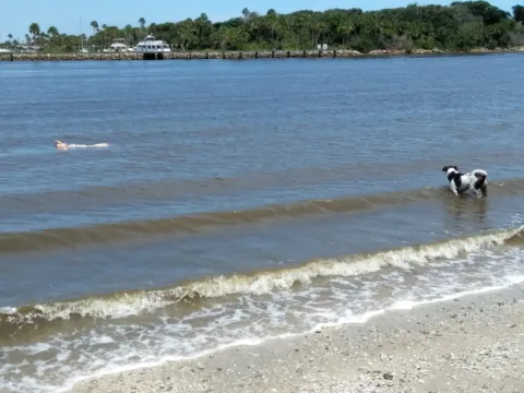 A dog wading into gentle surf