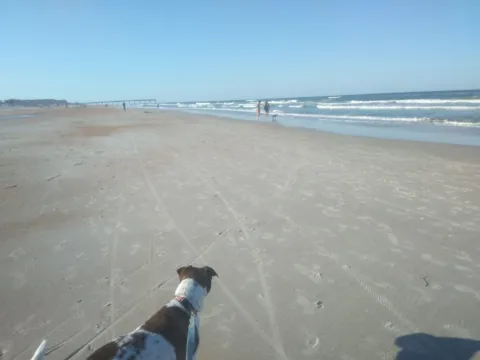 A dog walking a wide empty Florida beach at the tide line