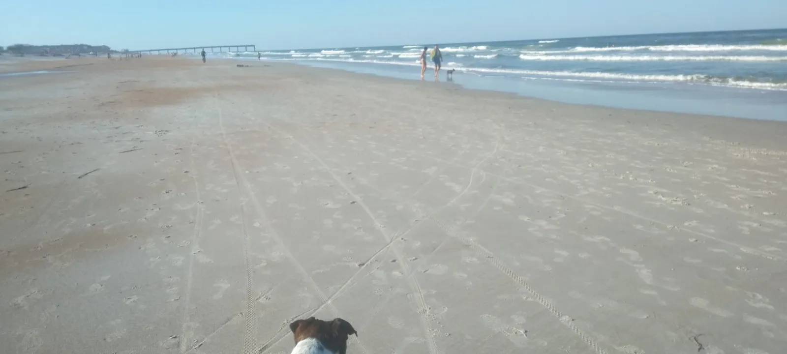 A dog walking ahead on a wide Florida beach