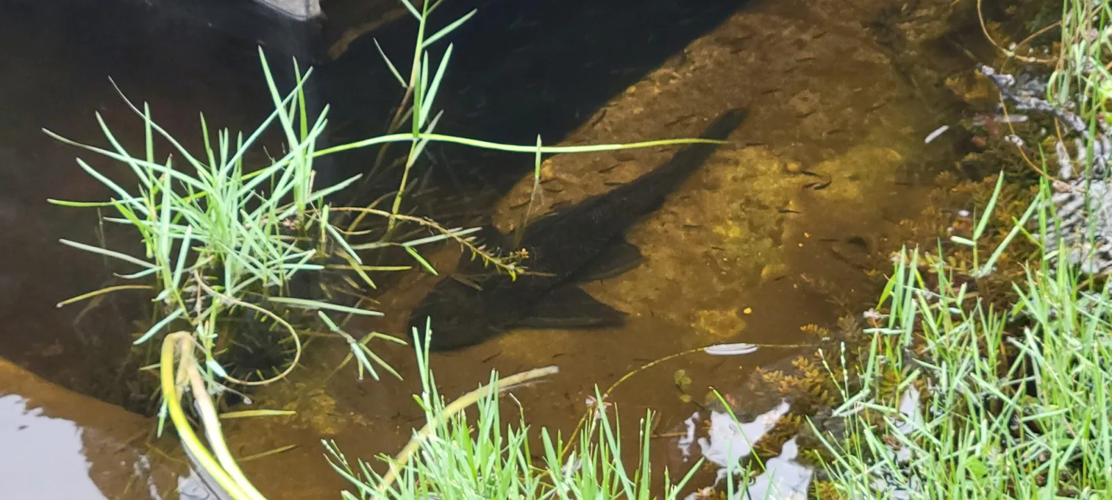 A fish in clear, shallow stream water among grasses
