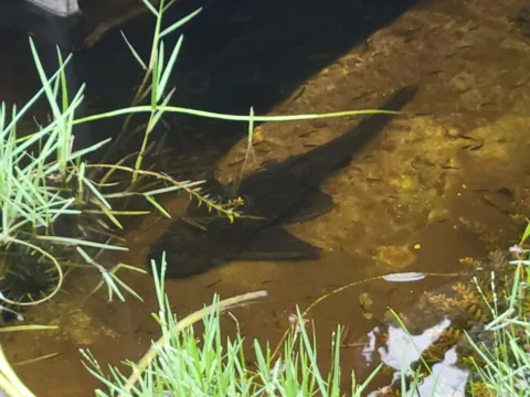 A fish in clear, shallow stream water among grasses
