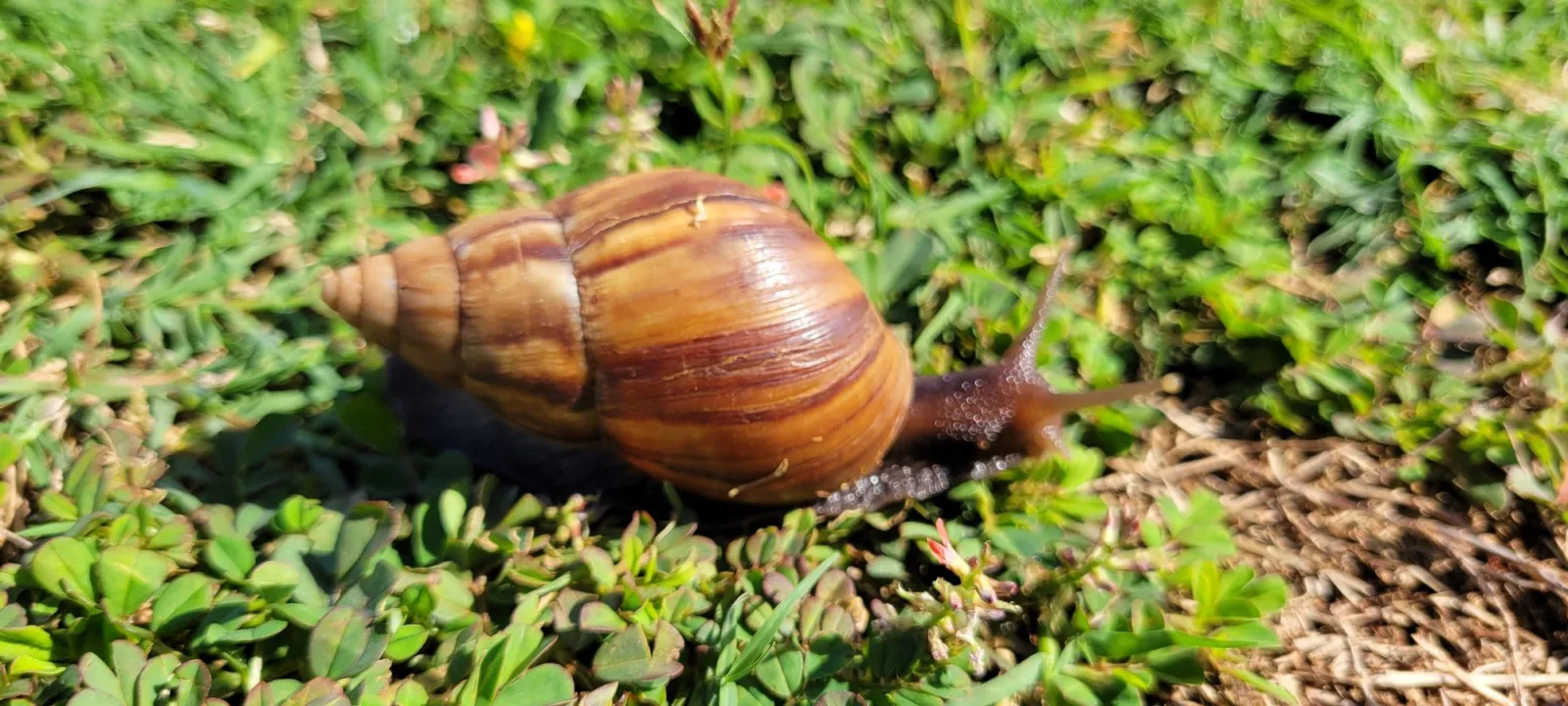 A giant African land snail on grass