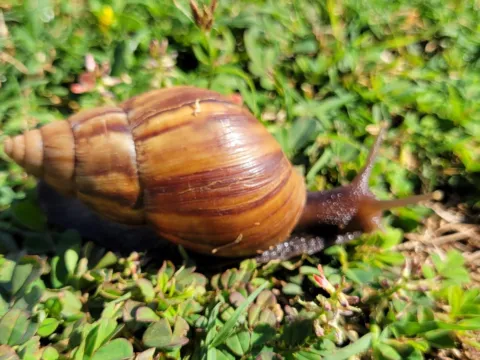 A giant African land snail on grass