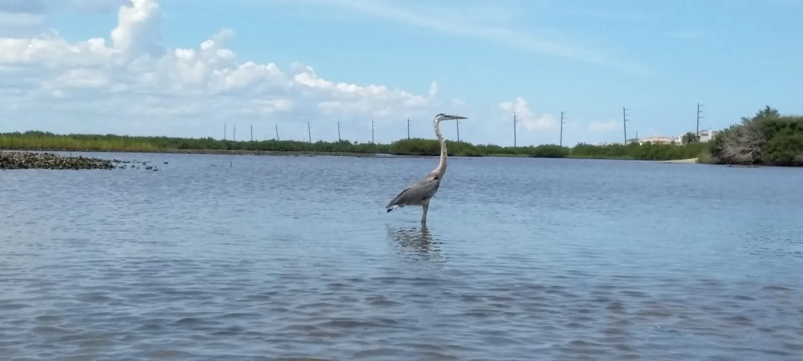 A great blue heron standing in shallow water