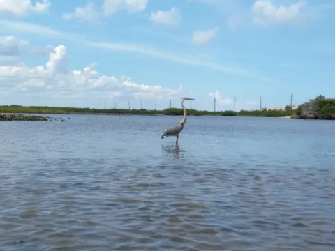 A great blue heron standing in shallow water