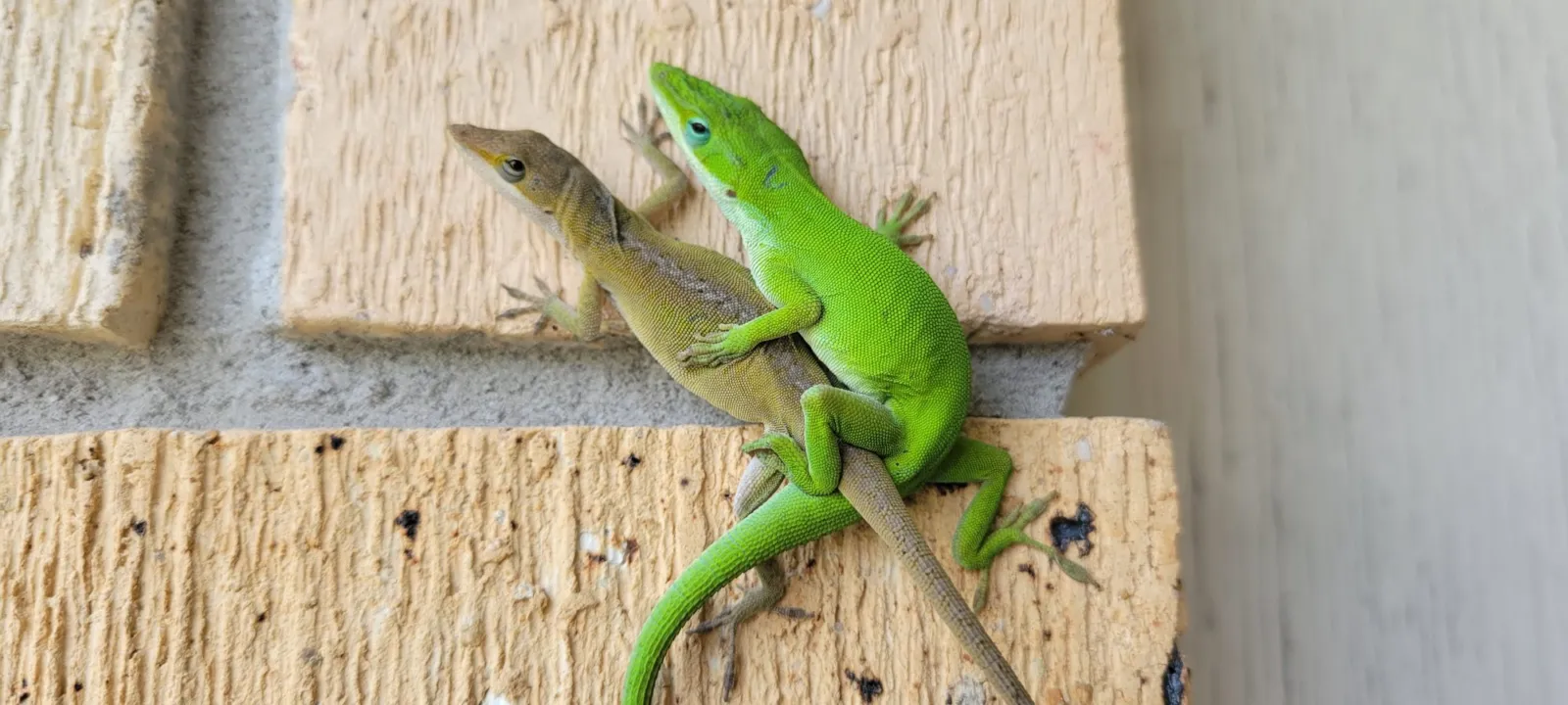 A green anole on a wooden rail