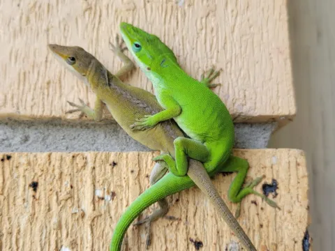 A green anole on a wooden rail