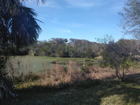 A green landscape with palms and trees