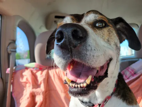 A happy dog with light eyes riding in a car