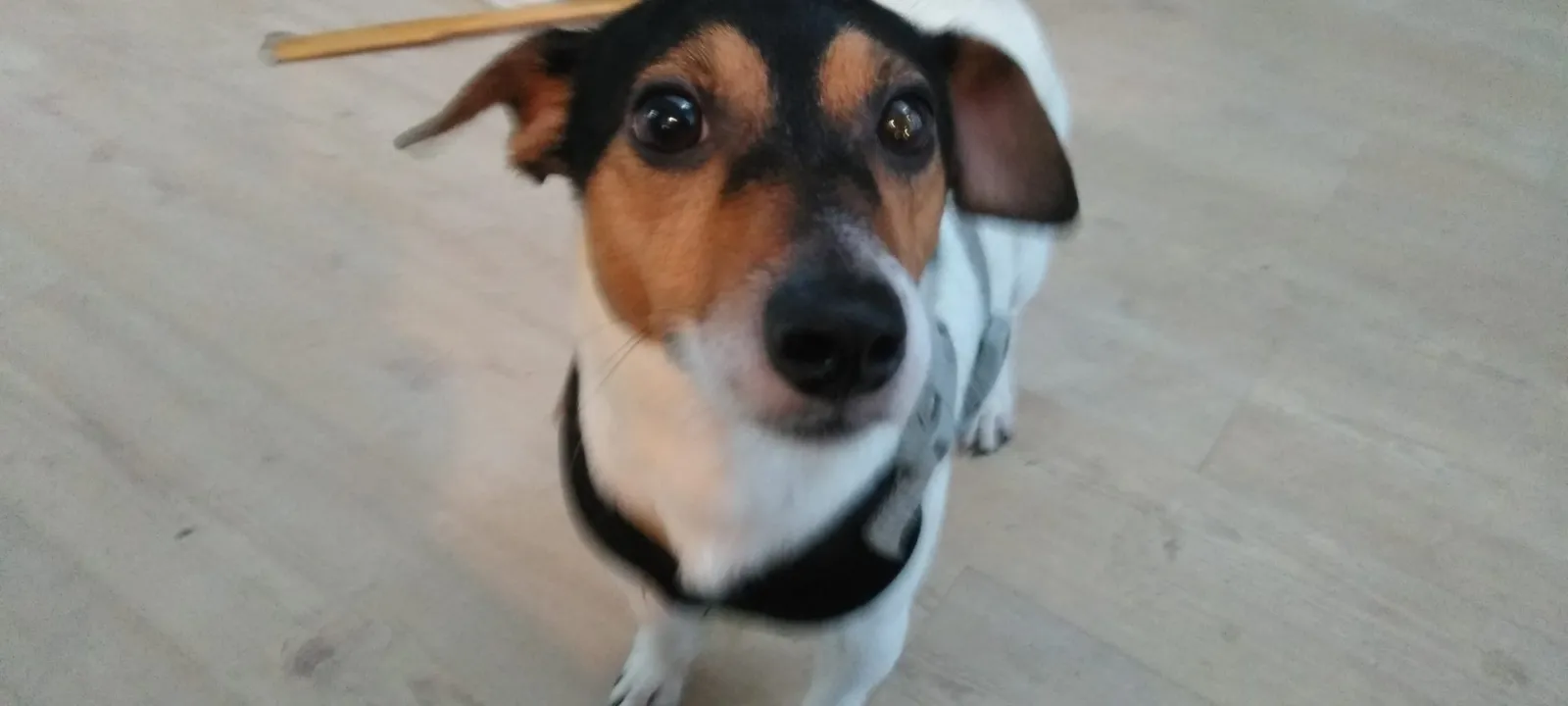 A Jack Russell terrier sitting on a tile floor