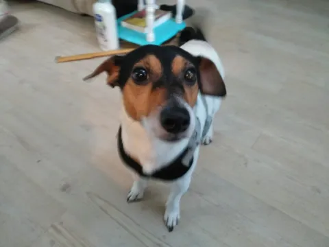 A Jack Russell terrier sitting on a tile floor