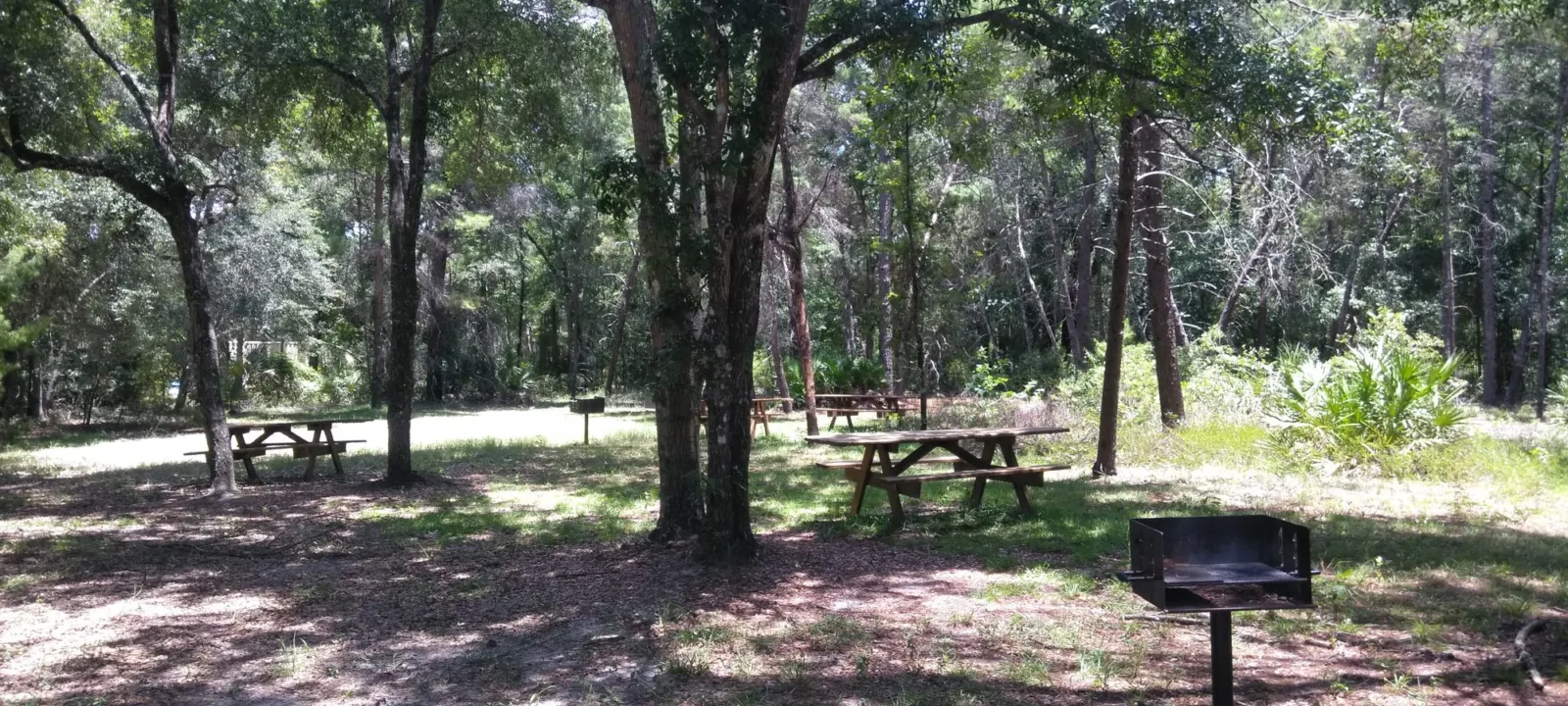 A park path through tall trees